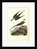 Arctic Jager by John James Audubon