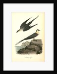 Arctic Jager by John James Audubon