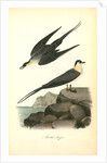 Arctic Jager by John James Audubon
