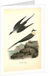 Arctic Jager by John James Audubon