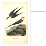 Arctic Jager by John James Audubon