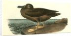 Dusky Albatros by John James Audubon