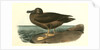 Dusky Albatros by John James Audubon
