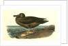 Dusky Albatros by John James Audubon