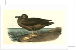 Dusky Albatros by John James Audubon