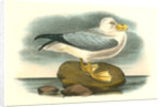 Fulmar Petrel. Adult Male Summer plumage by John James Audubon