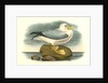 Fulmar Petrel. Adult Male Summer plumage by John James Audubon