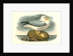 Fulmar Petrel. Adult Male Summer plumage by John James Audubon