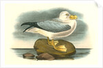Fulmar Petrel. Adult Male Summer plumage by John James Audubon