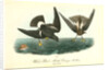 Wilson's Petrel. Mother Carey's chicken by John James Audubon