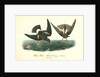 Wilson's Petrel. Mother Carey's chicken by John James Audubon