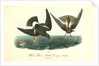 Wilson's Petrel. Mother Carey's chicken by John James Audubon