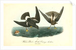 Wilson's Petrel. Mother Carey's chicken by John James Audubon