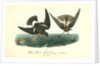 Wilson's Petrel. Mother Carey's chicken by John James Audubon