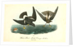 Wilson's Petrel. Mother Carey's chicken by John James Audubon