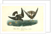 Wilson's Petrel. Mother Carey's chicken by John James Audubon