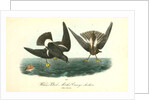 Wilson's Petrel. Mother Carey's chicken by John James Audubon