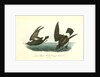 Least Petrel. Mother Carey's chicken by John James Audubon