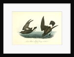 Least Petrel. Mother Carey's chicken by John James Audubon