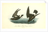 Least Petrel. Mother Carey's chicken by John James Audubon