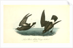 Least Petrel. Mother Carey's chicken by John James Audubon