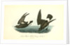 Least Petrel. Mother Carey's chicken by John James Audubon