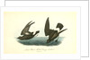 Least Petrel. Mother Carey's chicken by John James Audubon