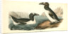 Great Auk. Adult by John James Audubon