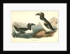 Great Auk. Adult by John James Audubon