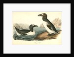 Great Auk. Adult by John James Audubon