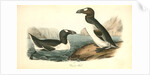 Great Auk. Adult by John James Audubon