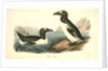 Great Auk. Adult by John James Audubon