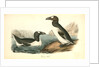 Great Auk. Adult by John James Audubon