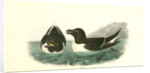 Razor-billed Auk by John James Audubon