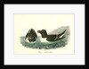 Razor-billed Auk by John James Audubon