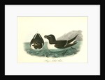 Razor-billed Auk by John James Audubon