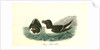 Razor-billed Auk by John James Audubon