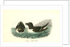 Razor-billed Auk by John James Audubon