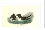 Razor-billed Auk by John James Audubon