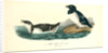 Little Auk, Sea dove by John James Audubon