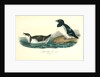Little Auk, Sea dove by John James Audubon
