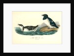 Little Auk, Sea dove by John James Audubon