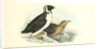 Black-throated Guillemot by John James Audubon