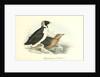 Black-throated Guillemot by John James Audubon