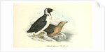 Black-throated Guillemot by John James Audubon
