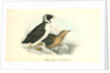Black-throated Guillemot by John James Audubon
