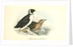 Black-throated Guillemot by John James Audubon