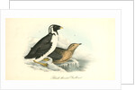 Black-throated Guillemot by John James Audubon