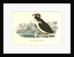 Horned-billed Guillemot by John James Audubon