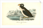 Horned-billed Guillemot by John James Audubon